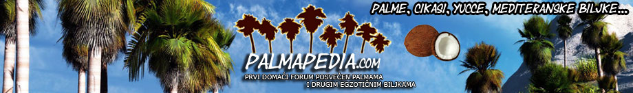 Palmapedia.com